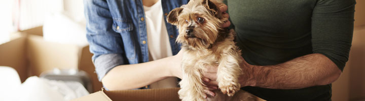 dog relocation dubai