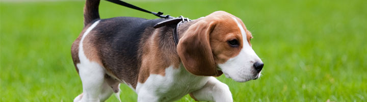 dog walking in park