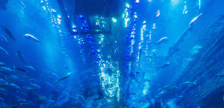 dubai shark tank