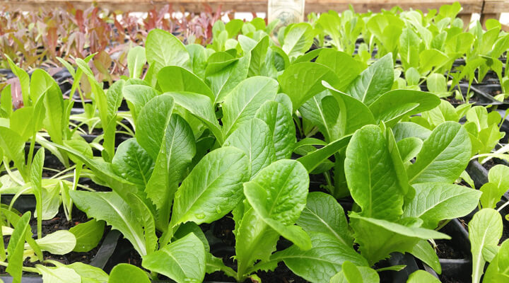 green leaves
