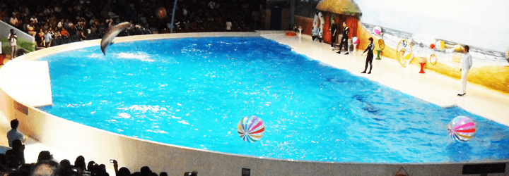 dubai dolphinarium