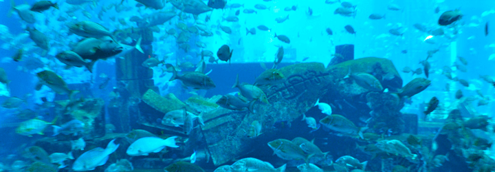 lost chambers aquarium dubai