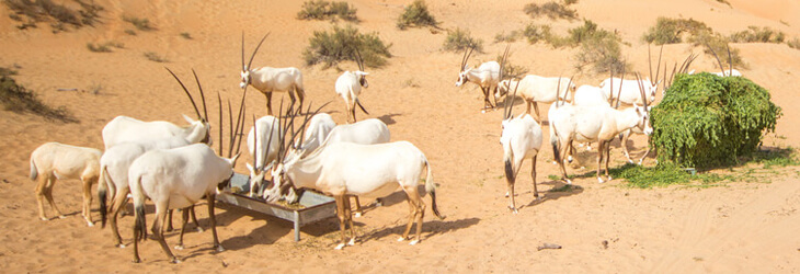 Al Marmoom Desert animals