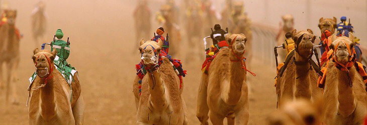 Al Marmoom Desert camel race